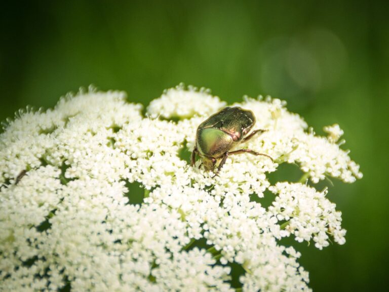 117123531_3918099741538434_709787402465743004_n