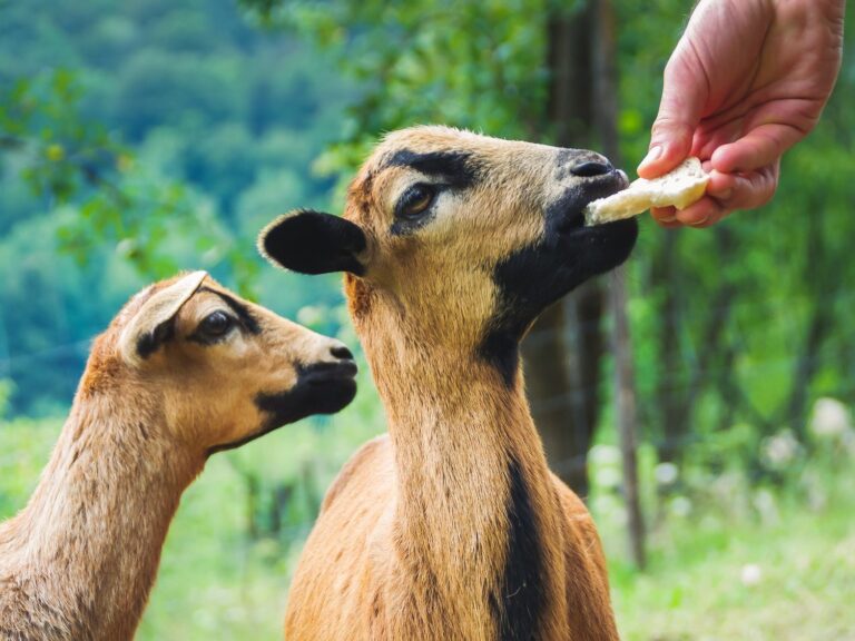 117187830_3918226281525780_7148239605671207656_n