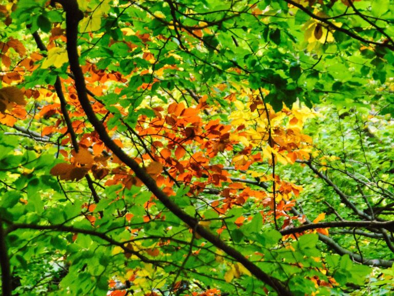 121600207_4158690310812708_6473707027944706852_n